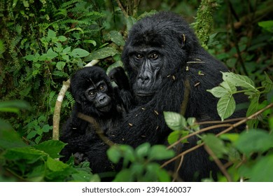 Gorila oriental - Gorilla beringei puso en peligro de forma crítica el mayor primate vivo, gorilas de tierras bajas o gorilas de Grauer (graueri) en la selva tropical verde, adultos y niños que alimentan y juegan