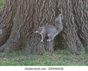 Eastern Gray Squirrel