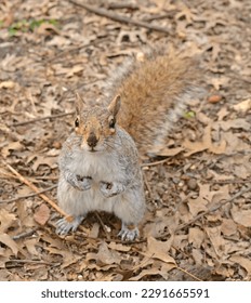 Eastern gray squirrel asks for nut in Central Park in early spring. New York City. Focus on face