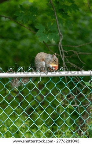 An Eastern Gray Squirrel eats a bright red apple while sitting on a chainlink fence with woodland in the background.