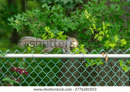 An Eastern Gray Squirrel eats a bright red apple while sitting on a chainlink fence with woodland in the background.