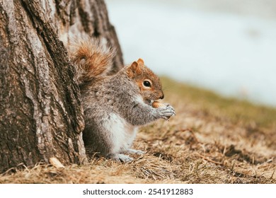 The eastern gray squirrel forages for food in the grass near a tree. - Powered by Shutterstock