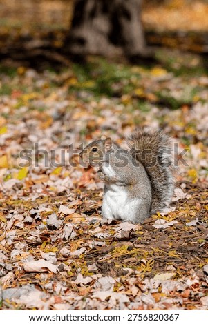 Eastern gray squirrel or grey squirrel (Sciurus carolinensis) Chicago, United States