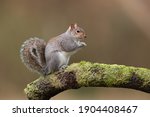 The eastern gray squirrel, also known as the grey squirrel depending on region, is a tree squirrel in the genus Sciurus. It is native to eastern North America.