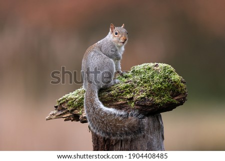 The eastern gray squirrel, also known as the grey squirrel depending on region, is a tree squirrel in the genus Sciurus. It is native to eastern North America.