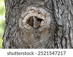 Eastern gray squirrel looking out of a hole in a tree