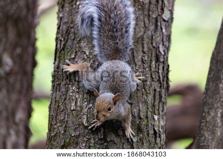 Eastern Gray Squirrel in my backyard