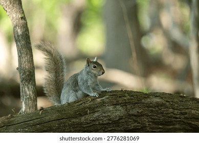 An Eastern gray squirrel on a tree branch in a woodland setting, showing alert posture and busy tail with soft natural background.
