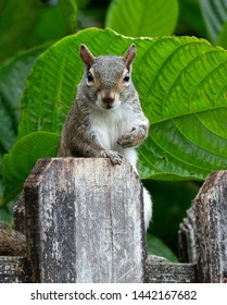 Eastern gray squirrel is peering over a brownish-gray wood fence against a background of green leaves.