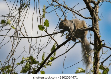 Eastern Gray Squirrel Perched on Bare Tree Branch in Spring