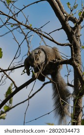 Eastern Gray Squirrel Perched on Bare Tree Branch in Spring