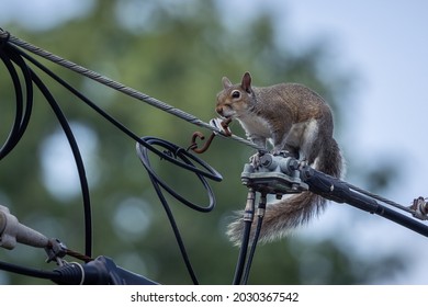 Eastern gray squirrel preforming a high wire act.