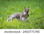 Eastern gray squirrel (Sciurus carolinensis) nibbles on nut, Park Boston Common, Boston, Massachusetts, USA