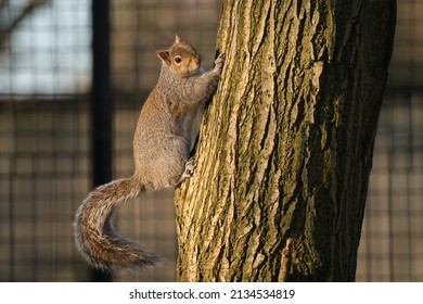Eastern gray squirrel (Sciurus carolinensis) - grey squirell climbing tree. Tree trunk. UK, England