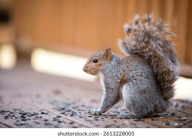 An Eastern Gray Squirrel (Sciurus carolinensis) sitting on a wooden deck surrounded by sunflower seeds