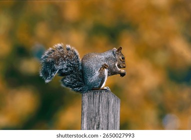 Eastern Gray Squirrel (Sciurus carolinensis) adult sitting on post eating nut.Detroit, Michigan, USA.    November