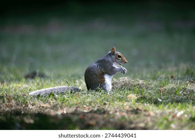 The Eastern Gray Squirrel (Sciurus carolinensis), known outside of the United States as the Grey Squirrel, is a species of tree squirrel in the genus Sciurus.
