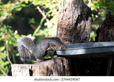 The Eastern Gray Squirrel (Sciurus carolinensis), known outside of the United States as the Grey Squirrel, is a species of tree squirrel in the genus Sciurus.