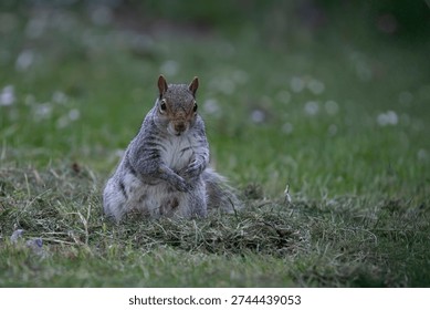The Eastern Gray Squirrel (Sciurus carolinensis), known outside of the United States as the Grey Squirrel, is a species of tree squirrel in the genus Sciurus.