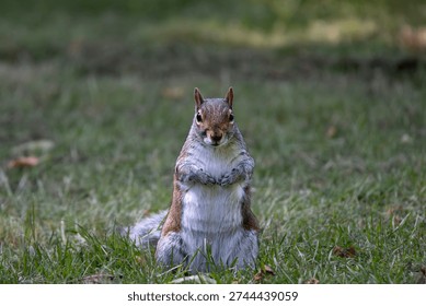 The Eastern Gray Squirrel (Sciurus carolinensis), known outside of the United States as the Grey Squirrel, is a species of tree squirrel in the genus Sciurus.
