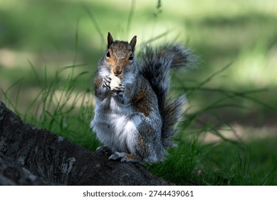 The Eastern Gray Squirrel (Sciurus carolinensis), known outside of the United States as the Grey Squirrel, is a species of tree squirrel in the genus Sciurus.