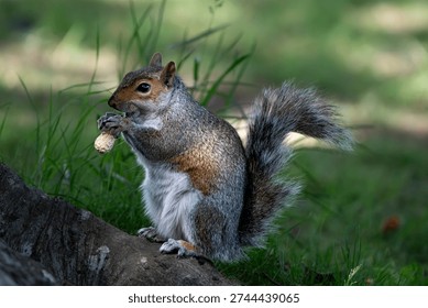 The Eastern Gray Squirrel (Sciurus carolinensis), known outside of the United States as the Grey Squirrel, is a species of tree squirrel in the genus Sciurus.