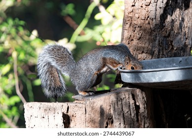 The Eastern Gray Squirrel (Sciurus carolinensis), known outside of the United States as the Grey Squirrel, is a species of tree squirrel in the genus Sciurus.