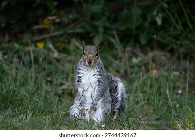 The Eastern Gray Squirrel (Sciurus carolinensis), known outside of the United States as the Grey Squirrel, is a species of tree squirrel in the genus Sciurus.