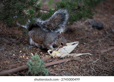 The Eastern Gray Squirrel (Sciurus carolinensis), known outside of the United States as the Grey Squirrel, is a species of tree squirrel in the genus Sciurus.