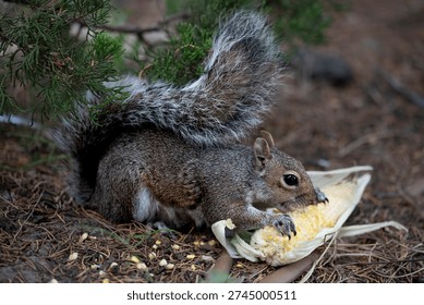 The Eastern Gray Squirrel (Sciurus carolinensis), known outside of the United States as the Grey Squirrel, is a species of tree squirrel in the genus Sciurus.