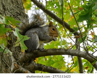 Eastern gray squirrel (Sciurus carolinensis) perched on an oak tree branch, NJ, USA