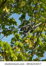 An Eastern Gray Squirrel (Sciurus carolinensis) perched securely on a tree limb amidst vibrant green leaves and branches under a clear blue sky, holding and nibbling on a piece of food.
