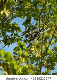 An Eastern Gray Squirrel (Sciurus carolinensis) crouched on a branch amidst lush green leaves and maple seed samaras under a bright blue sky, holding a piece of food to eat.