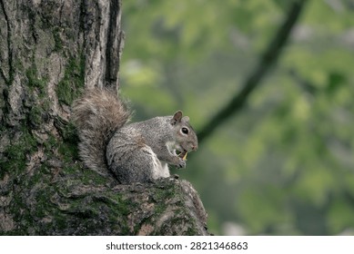 Eastern Gray Squirrel (Sciurus carolinensis) eating while sitting on a tree trunk in a natural woodland habitat.