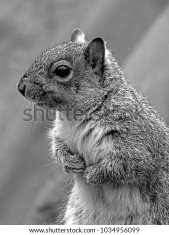 Similar – Image, Stock Photo closeup of hungry grey squirrel