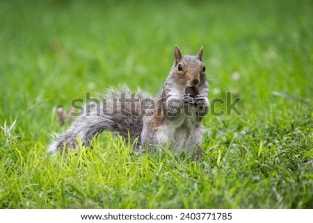 Eastern gray squirrel (Sciurus carolinensis) nibbles on nut, Park Boston Common, Boston, Massachusetts, USA