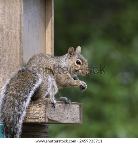 Eastern Gray Squirrel (sciurus carolinensis) sitting at a squirrel feeder