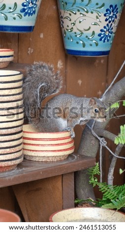 Eastern gray squirrel (Sciurus carolinensis) on colorful pottery in a shop in St Augustine, Florida, USA