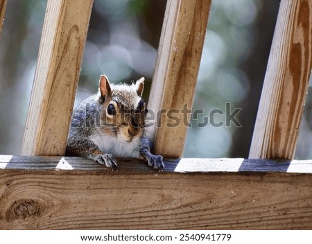 An Eastern Gray Squirrel (Sciurus carolinensis) perched atop a wooden balcony railing
