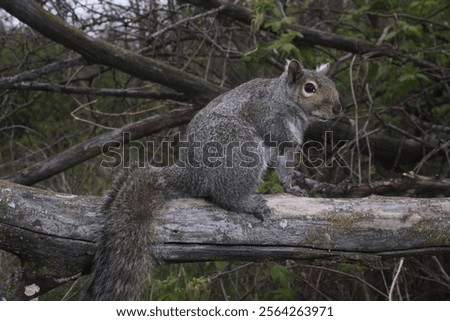 Eastern Gray Squirrel (Sciurus carolinensis) in Northern Illinois.