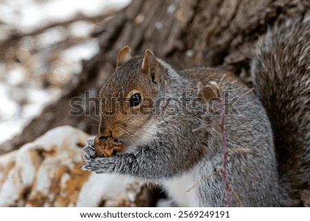 Eastern gray squirrel or Sciurus carolinensis on a cold winter day holding a nut. It is a tree squirrel and prodigious and ecologically essential forest regenerator.