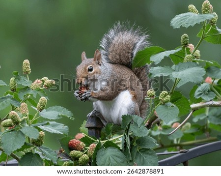 An Eastern Gray Squirrel, Sciurus carolinensis, watches the camera while eating berries on a garden trellis.