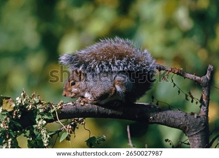 Eastern Gray Squirrel (Sciurus carolinensis) adult resting on branch.Detroit, Michigan, USA.    November