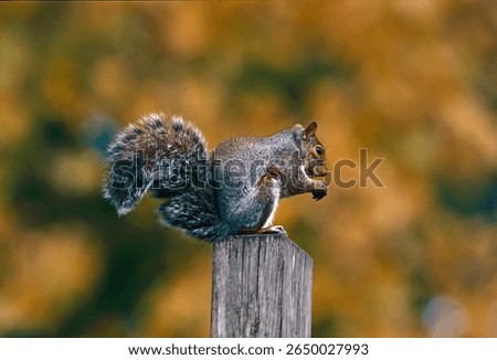 Eastern Gray Squirrel (Sciurus carolinensis) adult sitting on post eating nut.Detroit, Michigan, USA.    November
