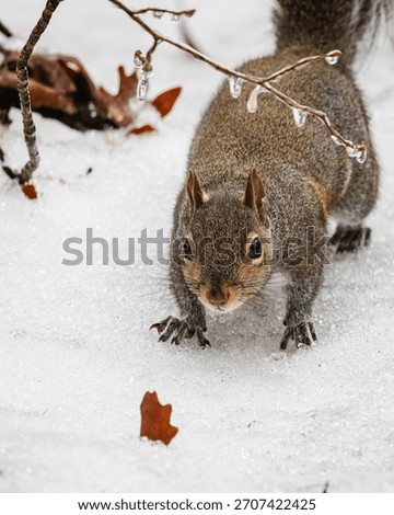 An Eastern Gray Squirrel (Sciurus carolinensis) crouches on a ground covered in freezing sleet and ice during a severe winter storm in Atlanta, Georgia, searching for food.