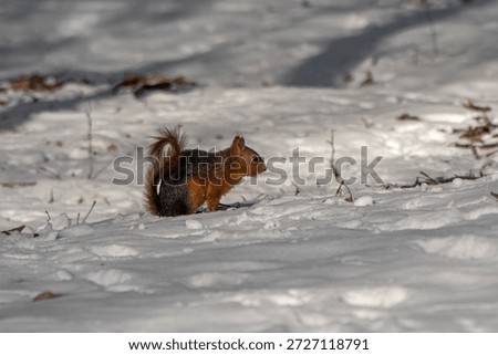 Eastern gray squirrel (Sciurus carolinensis) sits on white snow. Beautiful fluffy squirrel searches for food in the winter forest