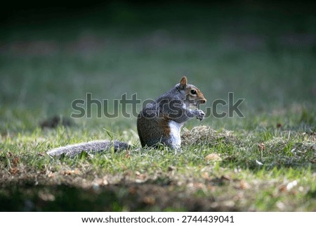 The Eastern Gray Squirrel (Sciurus carolinensis), known outside of the United States as the Grey Squirrel, is a species of tree squirrel in the genus Sciurus.