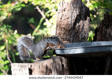 The Eastern Gray Squirrel (Sciurus carolinensis), known outside of the United States as the Grey Squirrel, is a species of tree squirrel in the genus Sciurus.