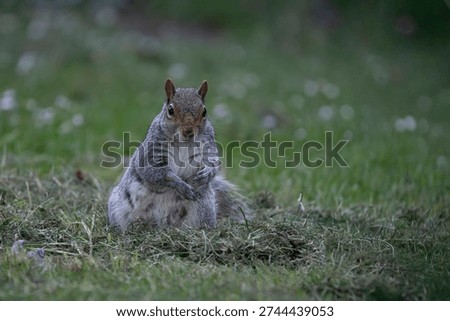 The Eastern Gray Squirrel (Sciurus carolinensis), known outside of the United States as the Grey Squirrel, is a species of tree squirrel in the genus Sciurus.