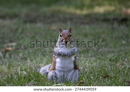 The Eastern Gray Squirrel (Sciurus carolinensis), known outside of the United States as the Grey Squirrel, is a species of tree squirrel in the genus Sciurus.